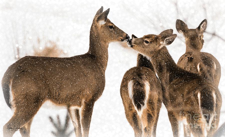 Frozen Kisses Photograph by Heather Hubbard