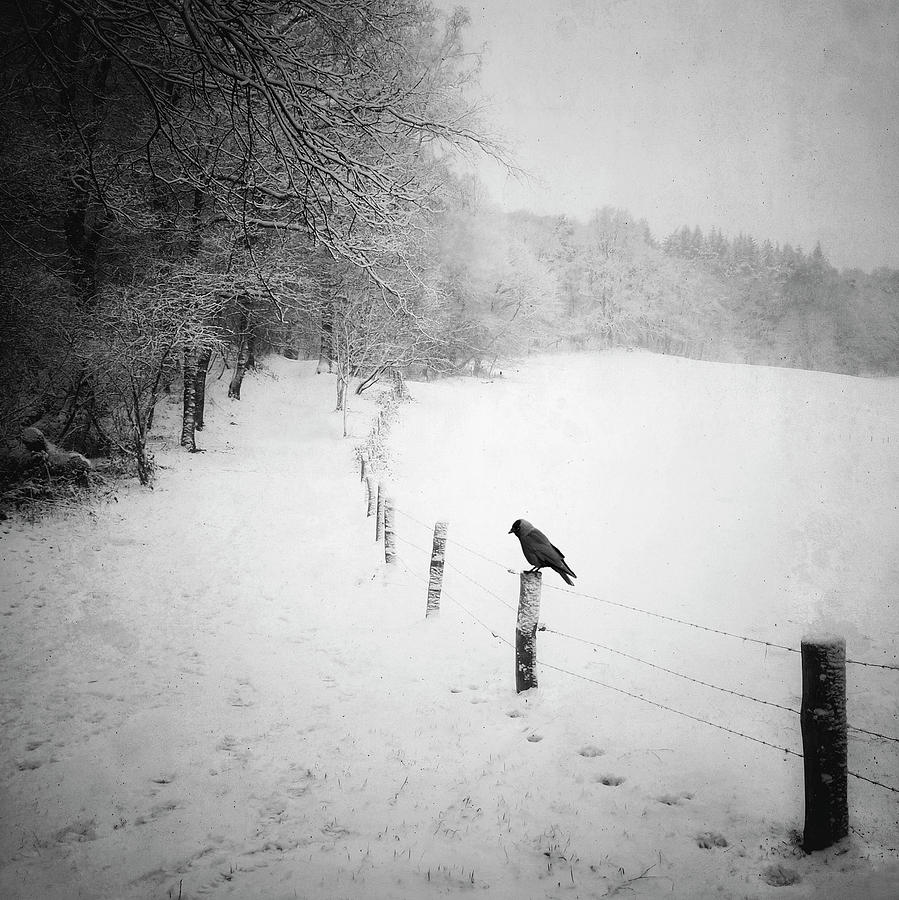 Winter Photograph - Frozen land by Ton Schrederhof Fotografie