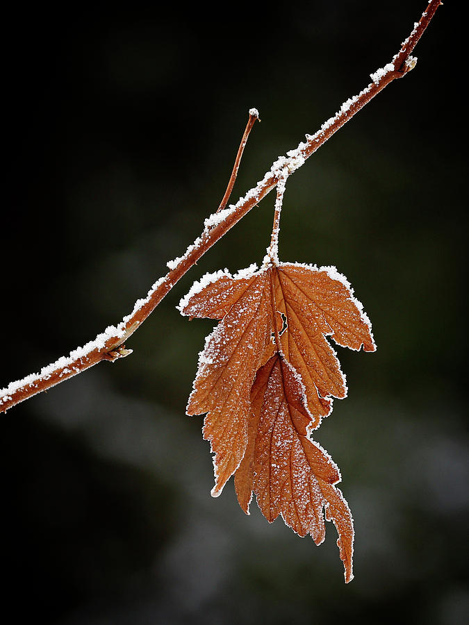 Frozen leaf - 365-287 Photograph by Inge Riis McDonald