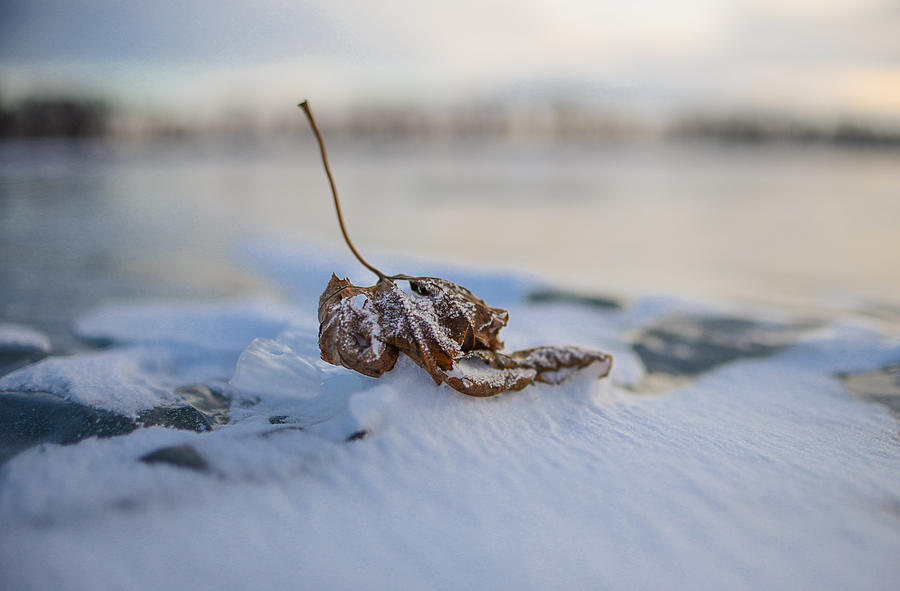 Frozen Leaf on Lake Reno Photograph by Alex Blondeau