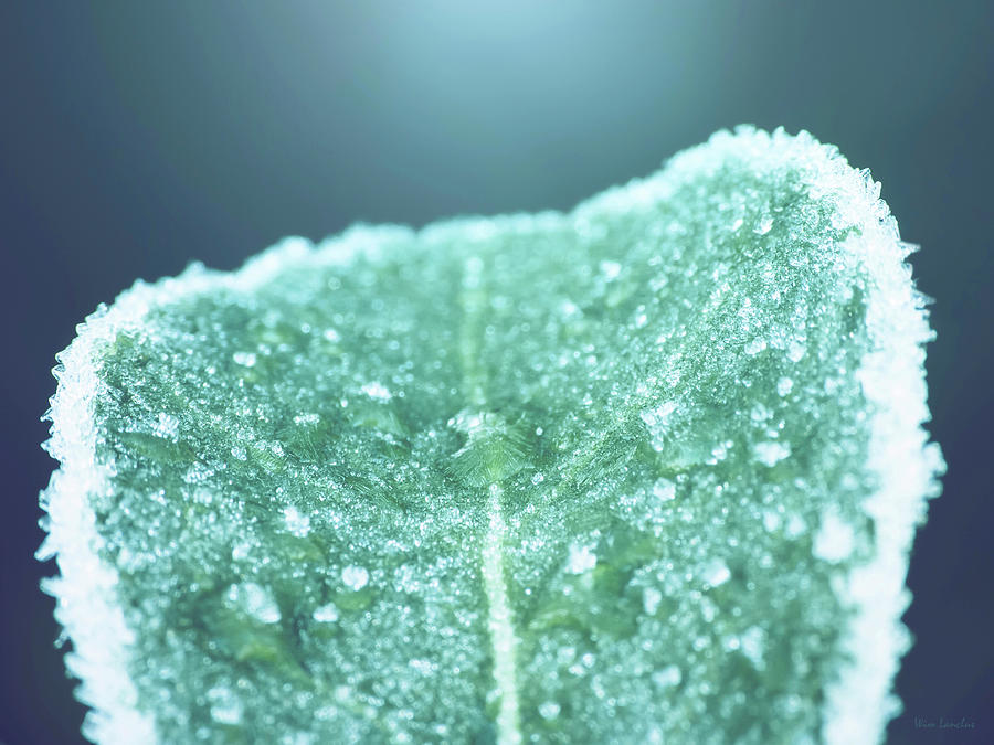 Frozen Leaf Photograph by Wim Lanclus