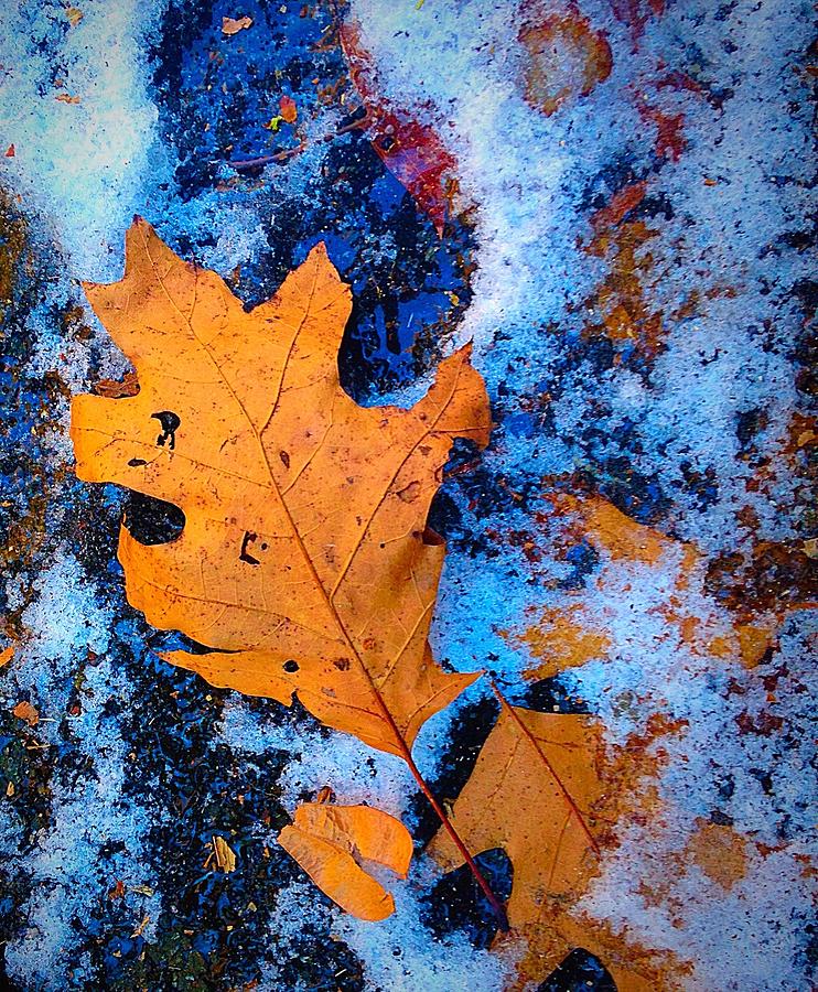 Frozen Leaf Photograph by Ydania Ogando