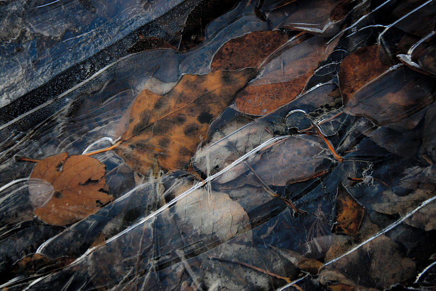 Leaves Photograph - Frozen Leaves in Fall by Jonathan Hansen Leaves Photograph - Frozen Leaves in Fall by Jonathan Hansen