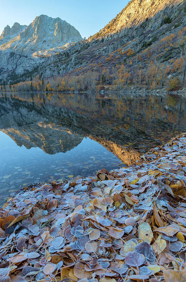 Frozen Leaves Photograph by Jonathan Nguyen