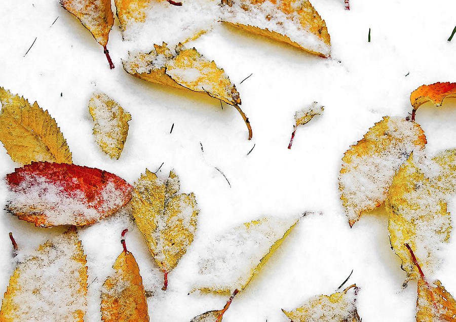 Flower Photograph - Frozen Leaves by Svetlana Sewell