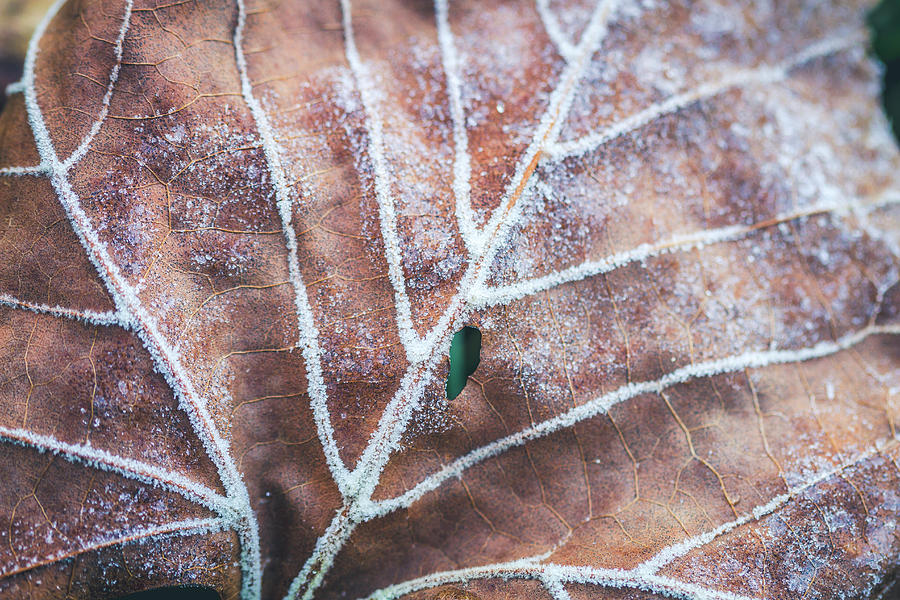 Frozen Leaves Photograph by Teri Virbickis
