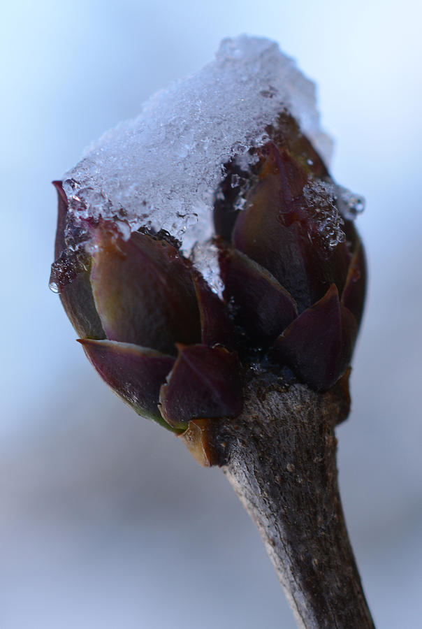 Frozen Lilac - Detail Photograph by Richard Andrews