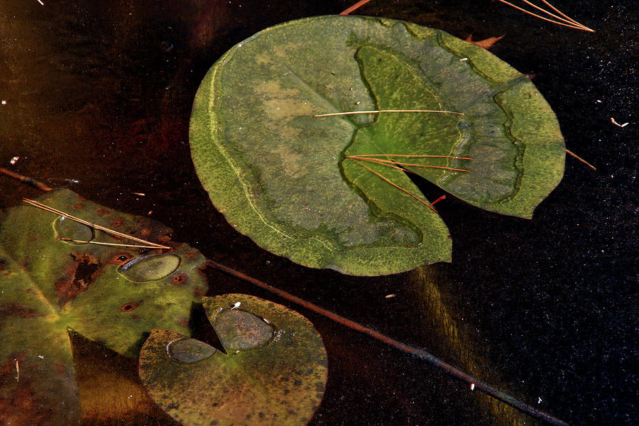 Frozen Lily Pad Photograph