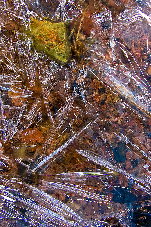 Nature Photograph - Frozen by Marian Kraus