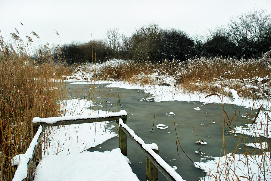 Frozen Marsh Photograph by Terence Davis