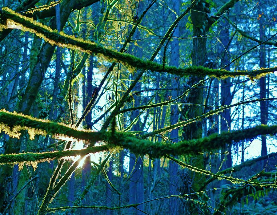 Frozen Moss Glow Photograph by Deb Zulawski - Fine Art America
