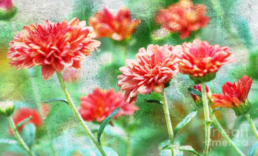 Flower Photograph - Frozen Mums by Barbara S Nickerson