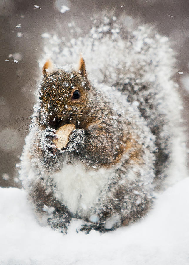 Animal Photograph - Frozen Nut by Al Poullis