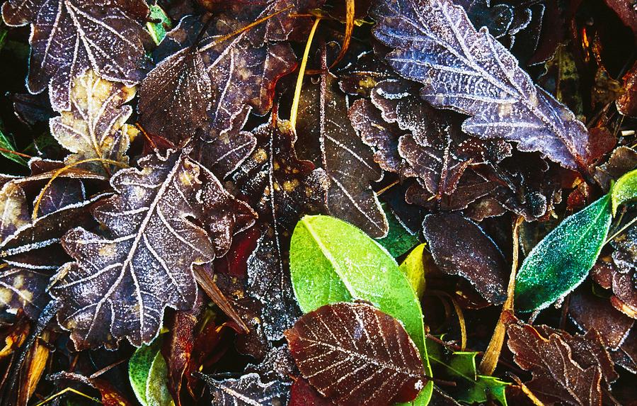 Frozen Oak Leaves, Glenveagh National Photograph by Gareth McCormack