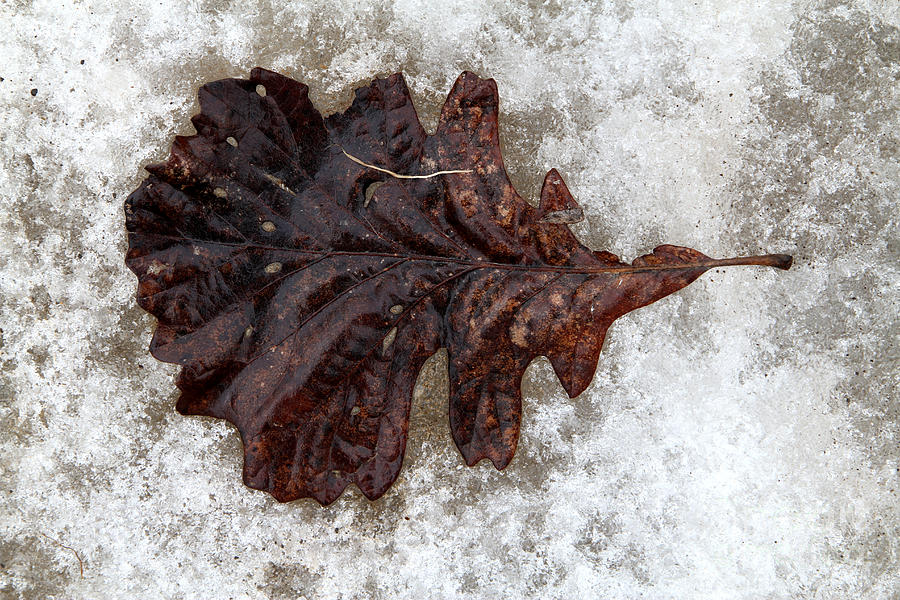 Frozen Oak Photograph by Rick Rauzi
