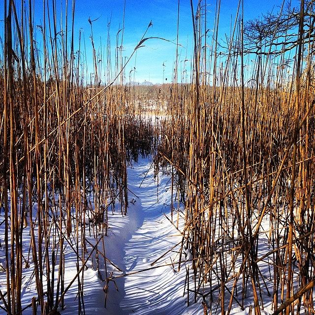 Exploring Photograph - Frozen Path. #adventure #path #cove by Carly Barone
