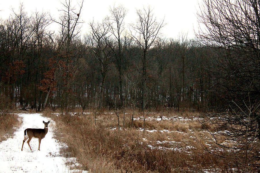 Deer Photograph - Frozen Path by Mark  France