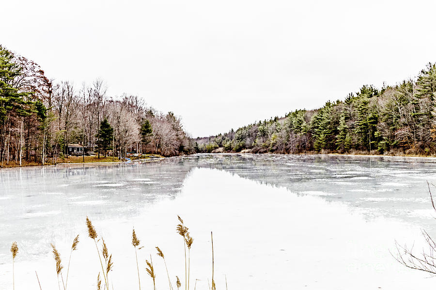 Frozen Pine Lake Photograph by William Norton