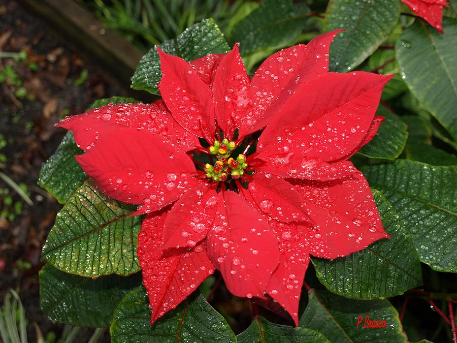 Frozen Poinsettia Photograph by Philip And Robbie Bracco