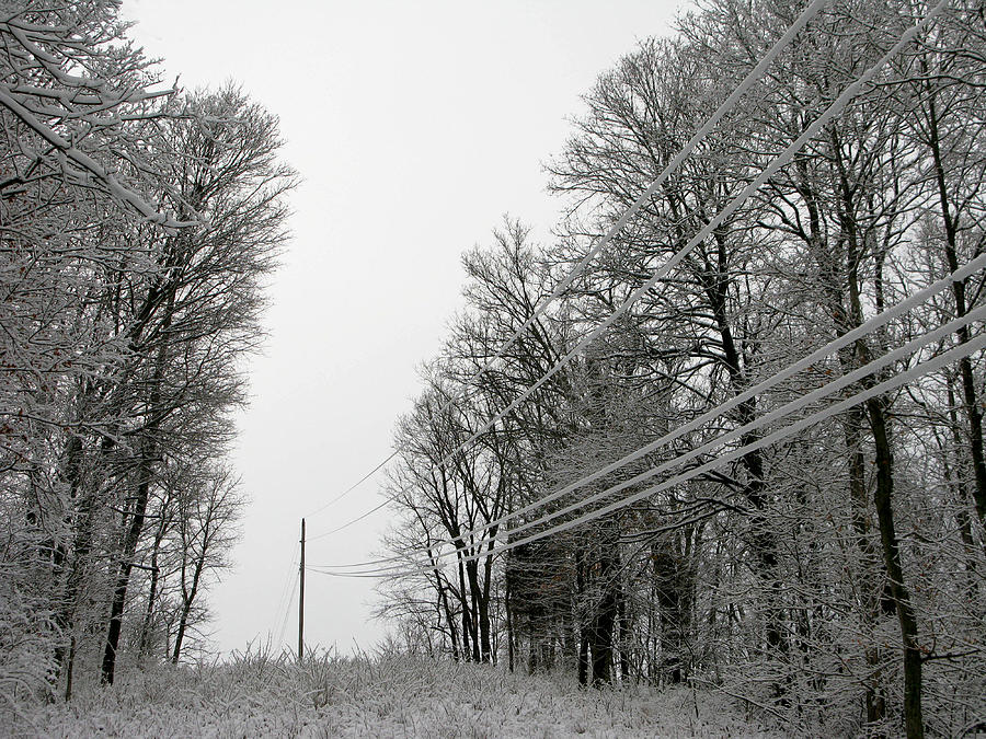 Trees Photograph - Frozen Power Lines by Martie DAndrea Trees Photograph - Frozen Power Lines by Martie DAndrea