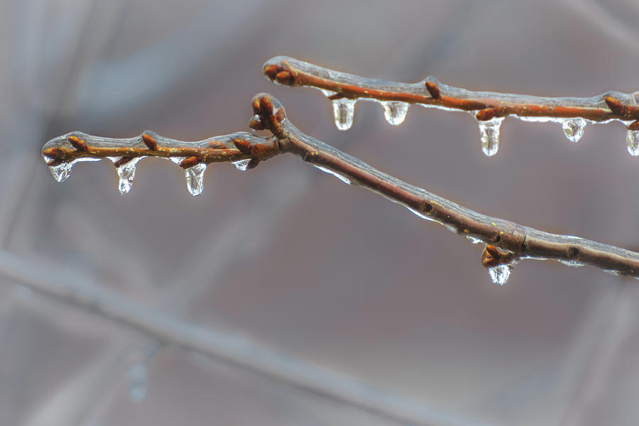 Frozen Raindrops Photograph by Sylvia J Zarco