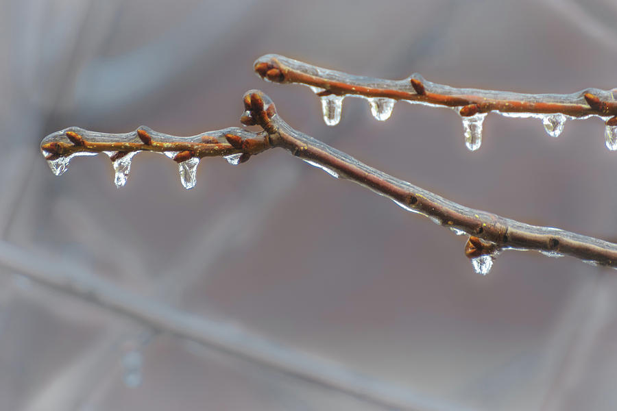 Frozen Raindrops by Sylvia J Zarco Frozen Raindrops by Sylvia J Zarco
