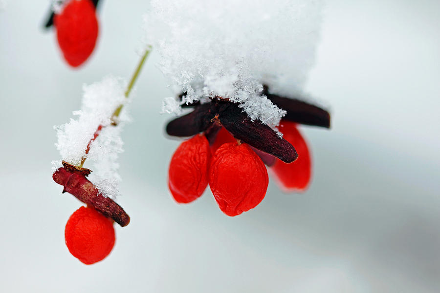 Winter Photograph - Frozen Red Fruit by Debbie Oppermann