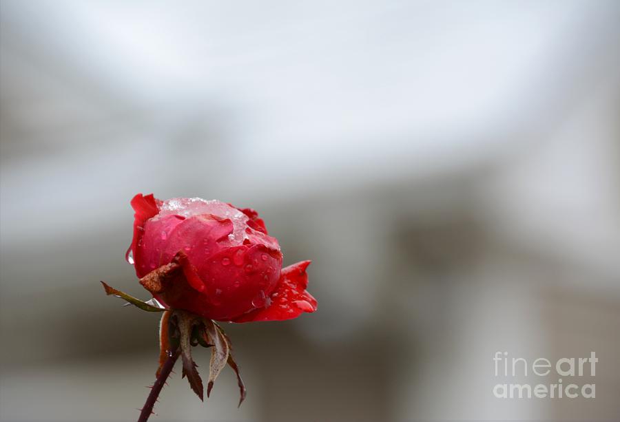 Frozen Red Rose- macro Photograph by Adrian De Leon Art and Photography