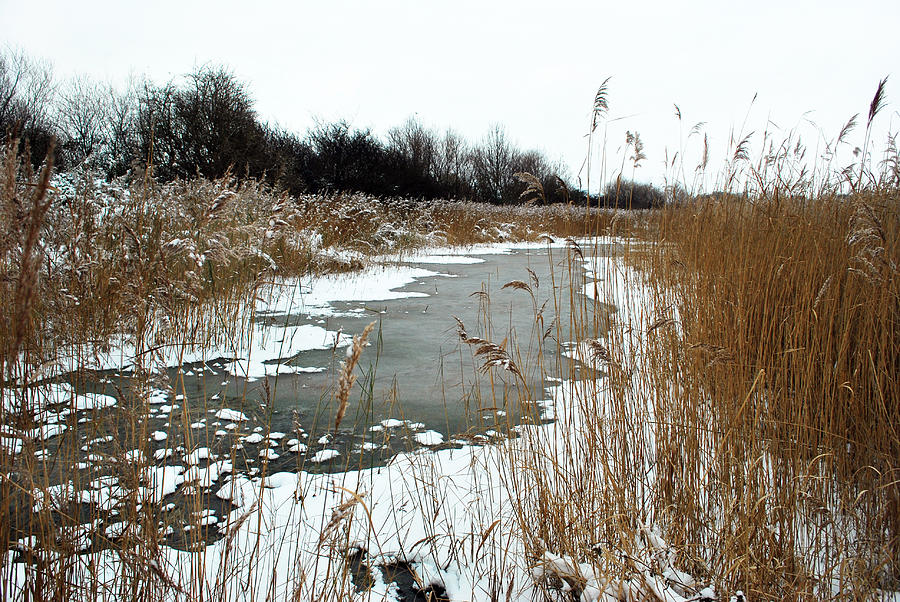 Frozen Reeds. Photograph by Terence Davis