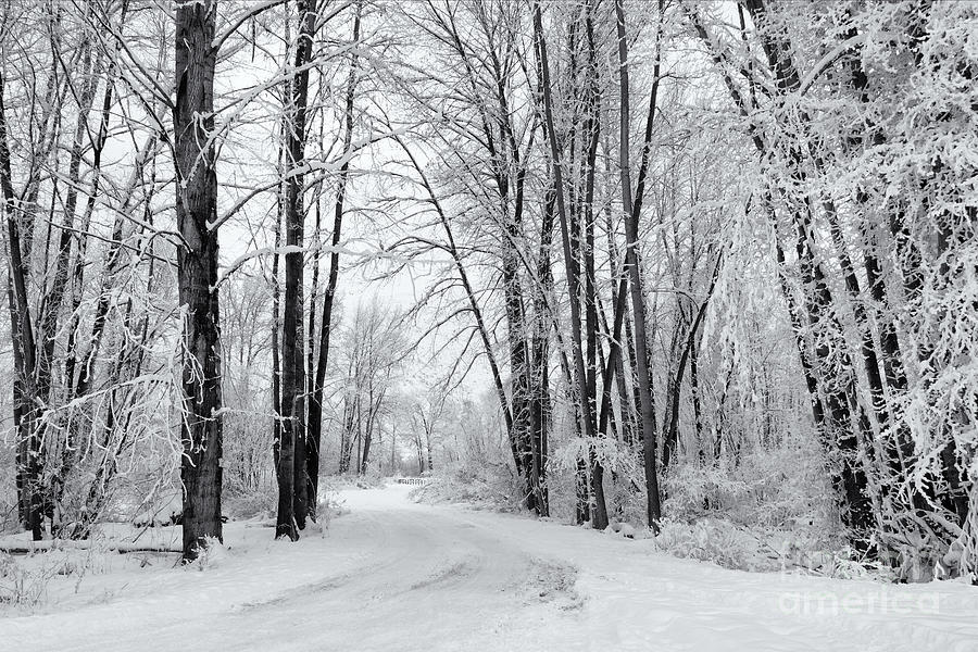 Frozen Road Photograph by Michael Dawson