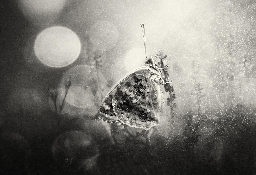 Butterfly Photograph - Frozen by Rooswandy Juniawan