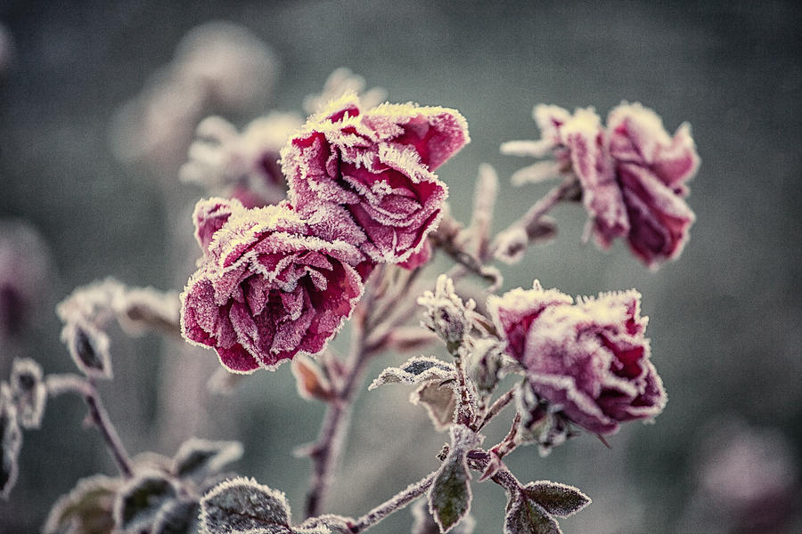 Frozen Roses Photograph By Mikhail Pankov