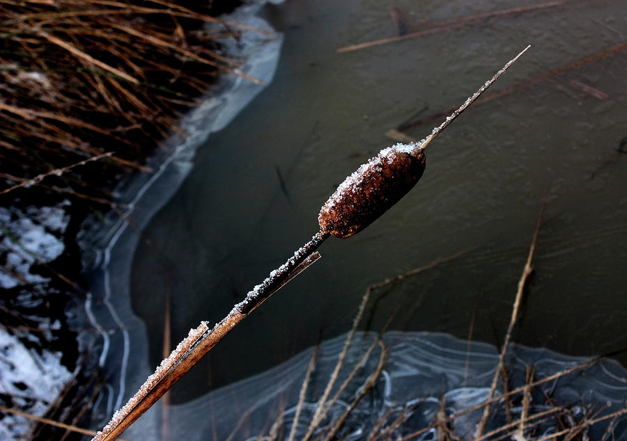Winter Photograph - Frozen Rush by Barbara  White