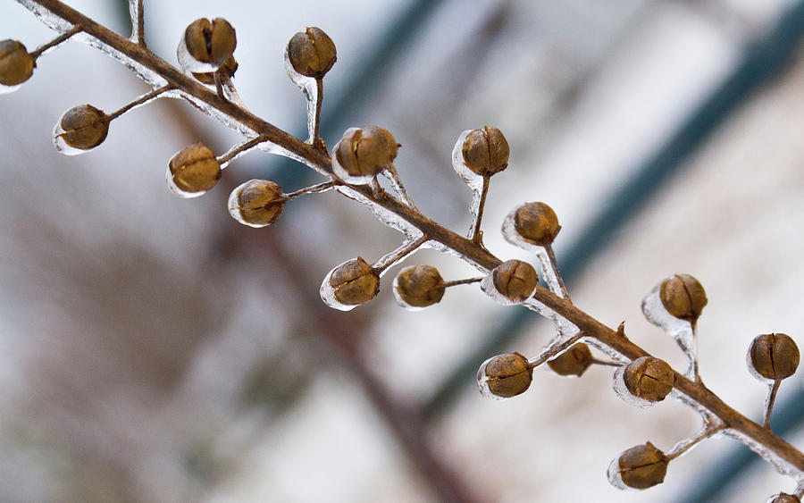 Frozen Photograph - Frozen Seed Capsules in Time by Douglas Barnett