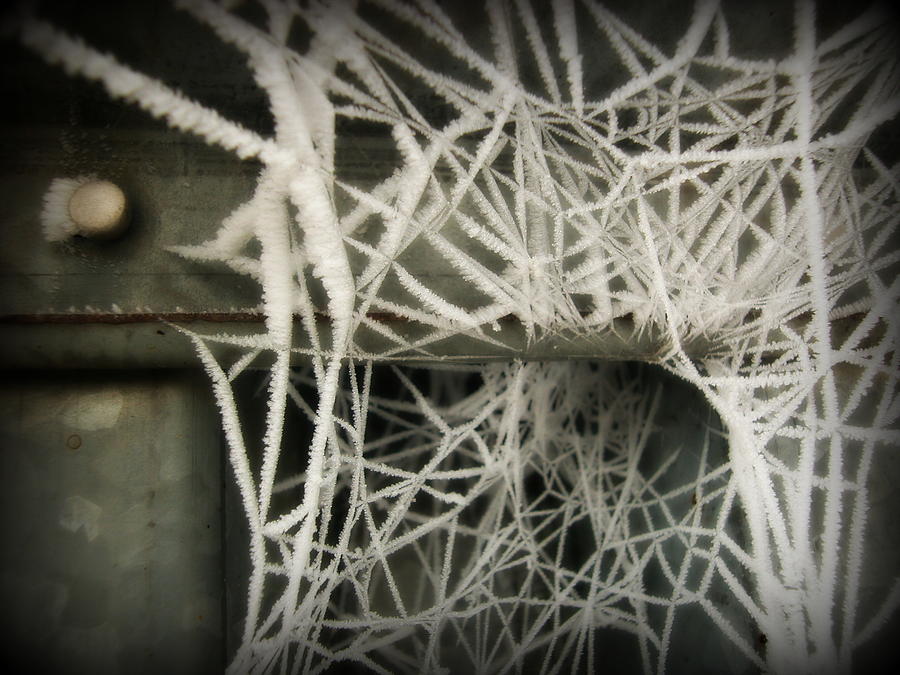 spider on a frozen web wallpaper spider on a frozen web wallpaper