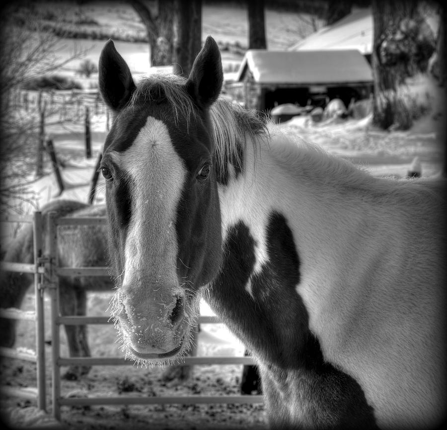 Frozen Stare Photograph by Michael Morse - Fine Art America