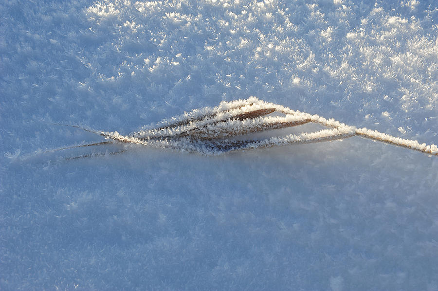 Frozen Straw Photograph by Randi Grace Nilsberg