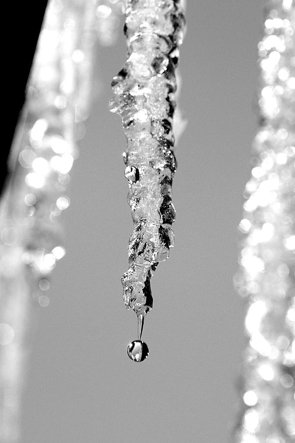 Frozen Tear Photograph by Greg Fortier