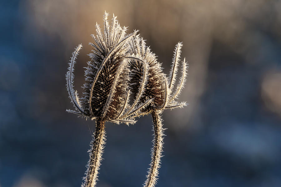 Frozen Thistles Photograph by Wes and Dotty Weber