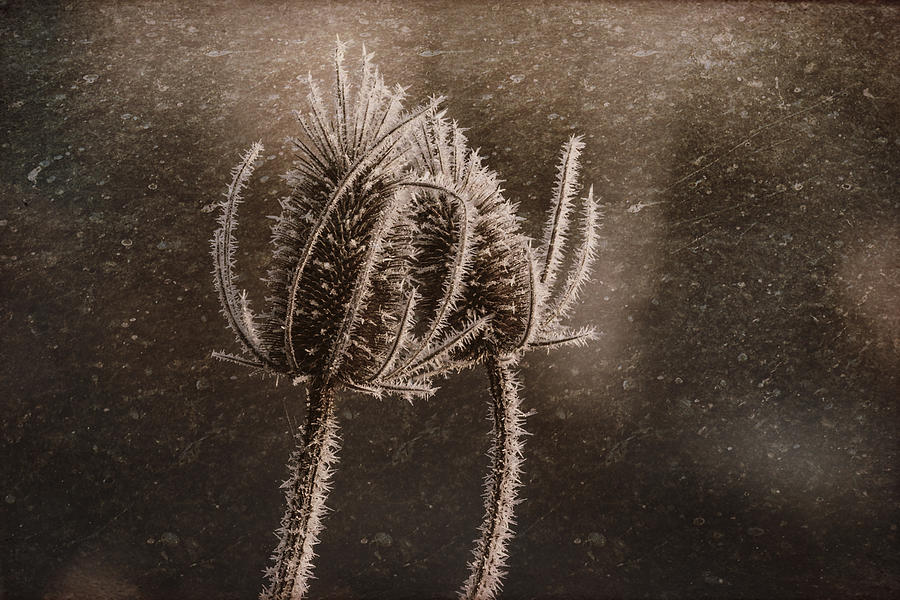 Frozen Thistles In Snow  Photograph by Wes and Dotty Weber