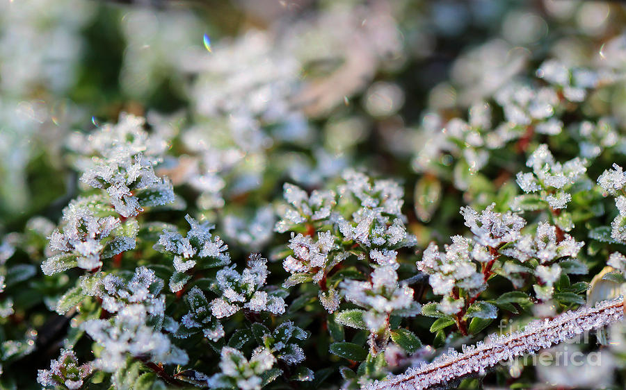 Frozen Thyme Photograph by Karen Adams