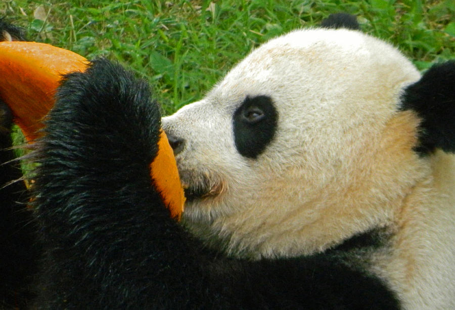 Bear Photograph - Frozen Treat For Mei Xiang The Giant Panda by Emmy Marie Vickers