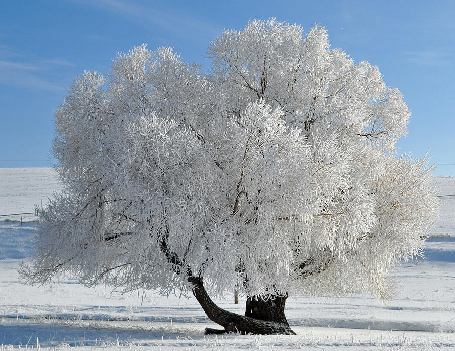 Frozen Tree Photograph by Bruce Gourley