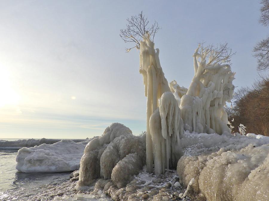 Frozen Photograph - Frozen Tree by Red Cross Frozen Photograph - Frozen Tree by Red Cross