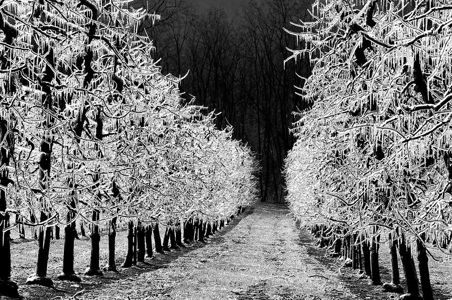 Frozen trees Photograph by Alberto Audisio