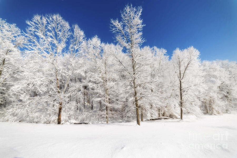 Frozen trees Photograph by Dan Friend