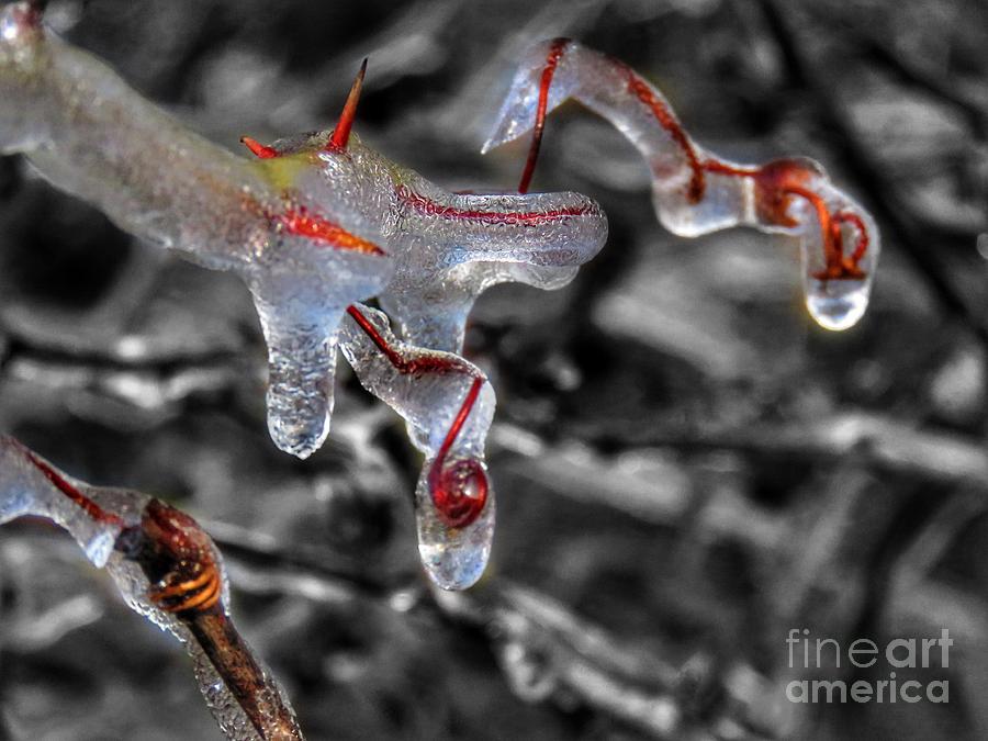 Frozen vines Photograph by Rrrose Pix