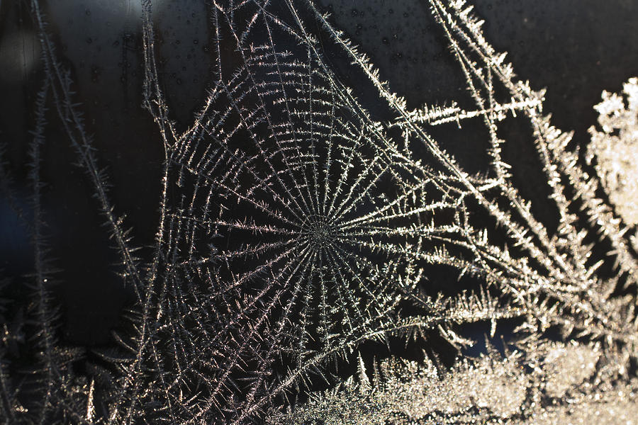 Frozen web Photograph by Casper Cammeraat