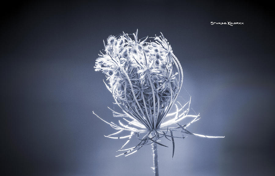 Flower Photograph - Frozen wildflower by Stwayne Keubrick