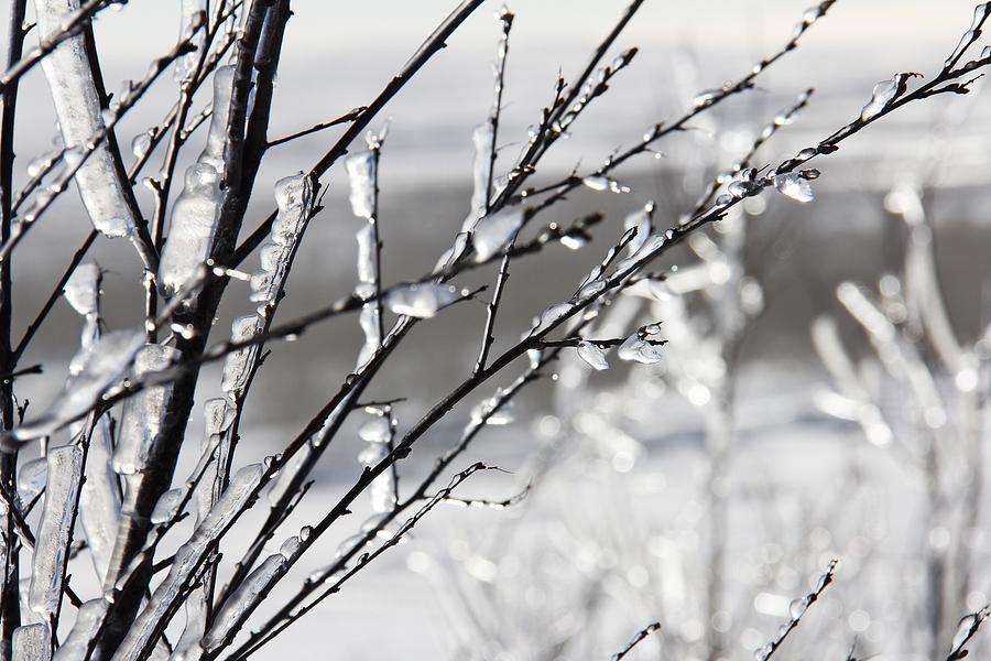 Frozen winter branches Photograph by Artpics - Fine Art America